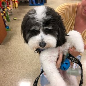 Meet your Posher, Dennis